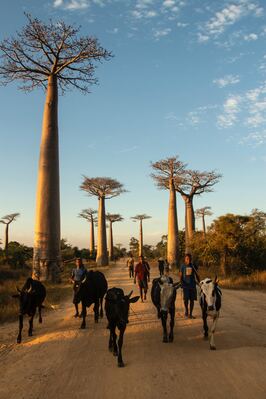 Madagascar photos - Avenue of the Baobabs in Morondava