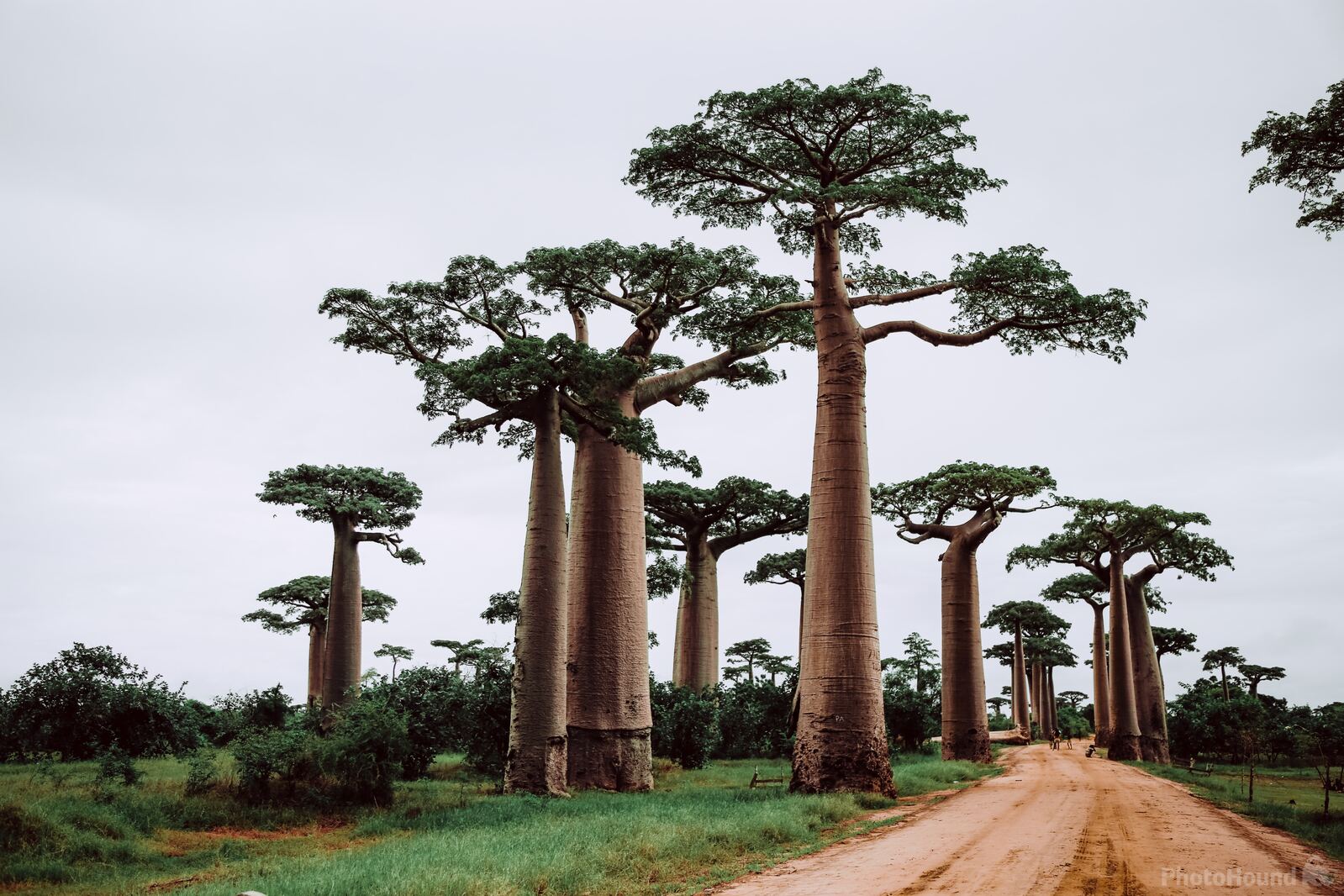 Image of Avenue of the Baobabs in Morondava by Team PhotoHound