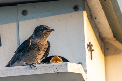 The area includes purple martin houses. This is a female purple martin and chick.