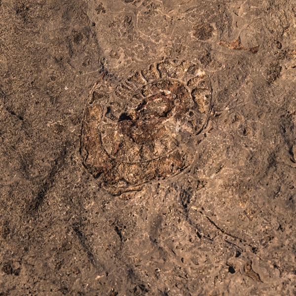 A fossil in the limestone