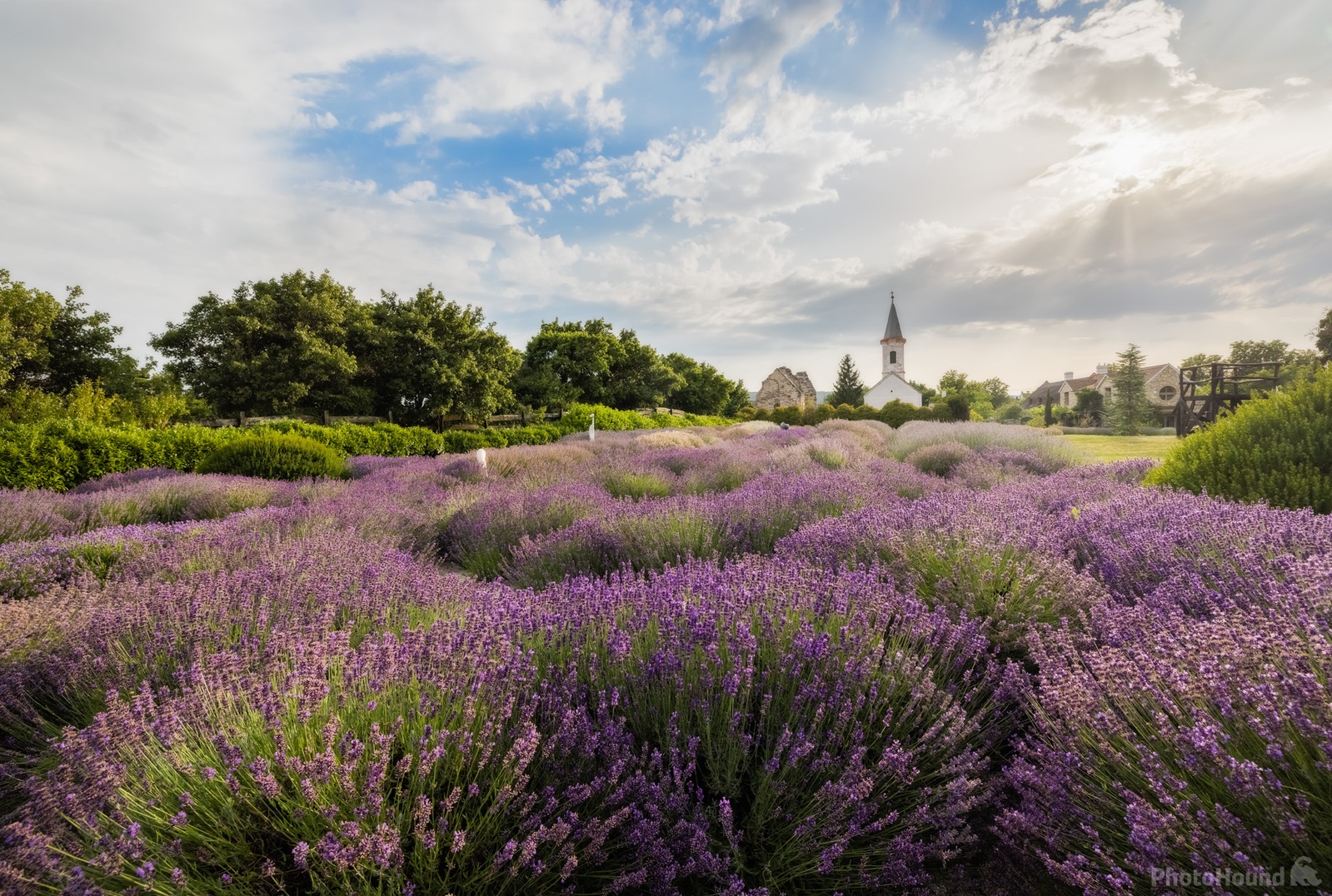 Image of Lavender Farm in Dörgicse by Jaka Ivančič