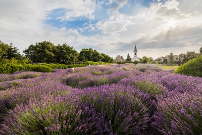 Lavender Farm in Dörgicse