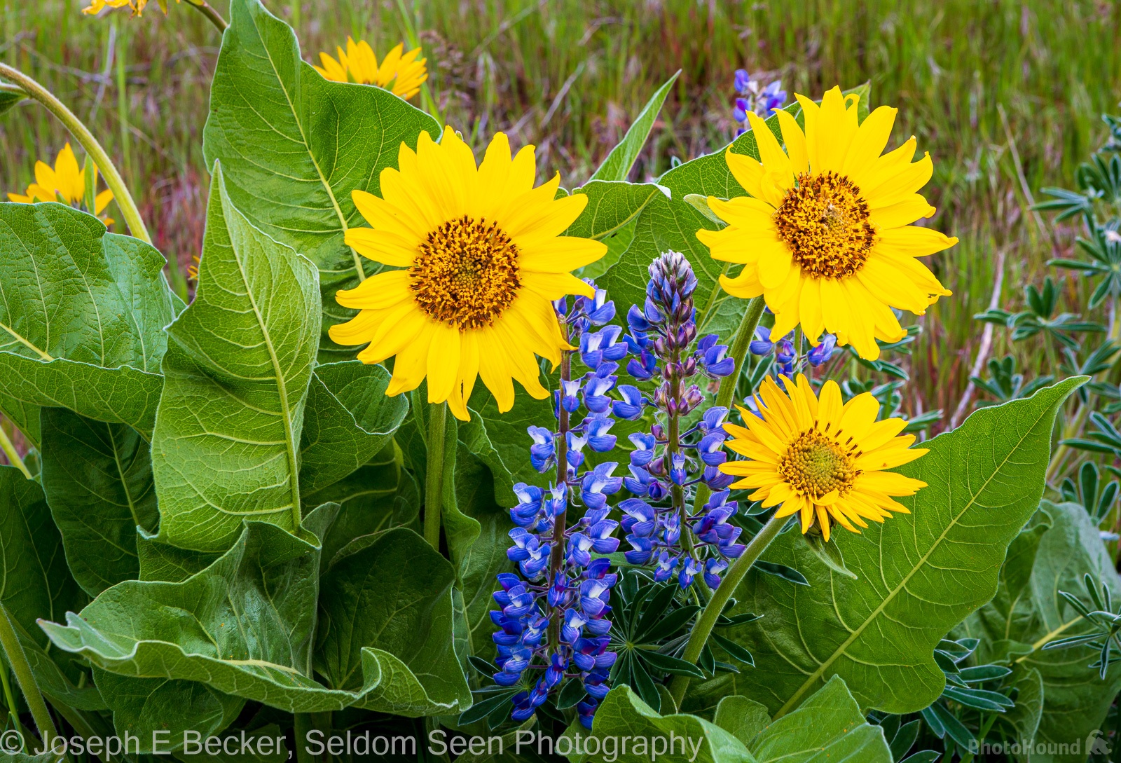 Image of Dalles Mountain Flower Fields by Joe Becker