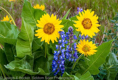 Photo of Dalles Mountain Flower Fields - Dalles Mountain Flower Fields