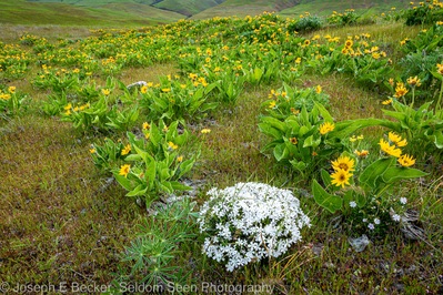 Photo of Dalles Mountain Flower Fields - Dalles Mountain Flower Fields