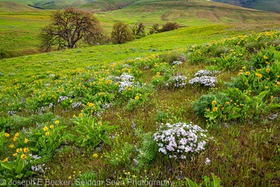 instagram spots in Washington - Dalles Mountain Flower Fields