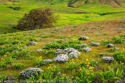 Image of Dalles Mountain Flower Fields - Dalles Mountain Flower Fields