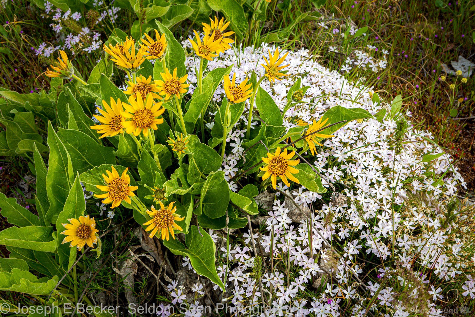 Image of Dalles Mountain Flower Fields by Joe Becker