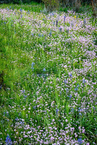 Spring wildflowers along the loop trail