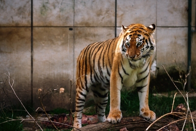 pictures of Bulgaria - Sofia Zoo