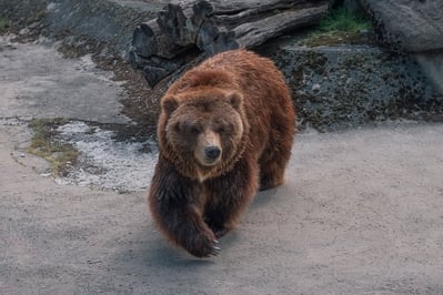 pictures of Bulgaria - Sofia Zoo