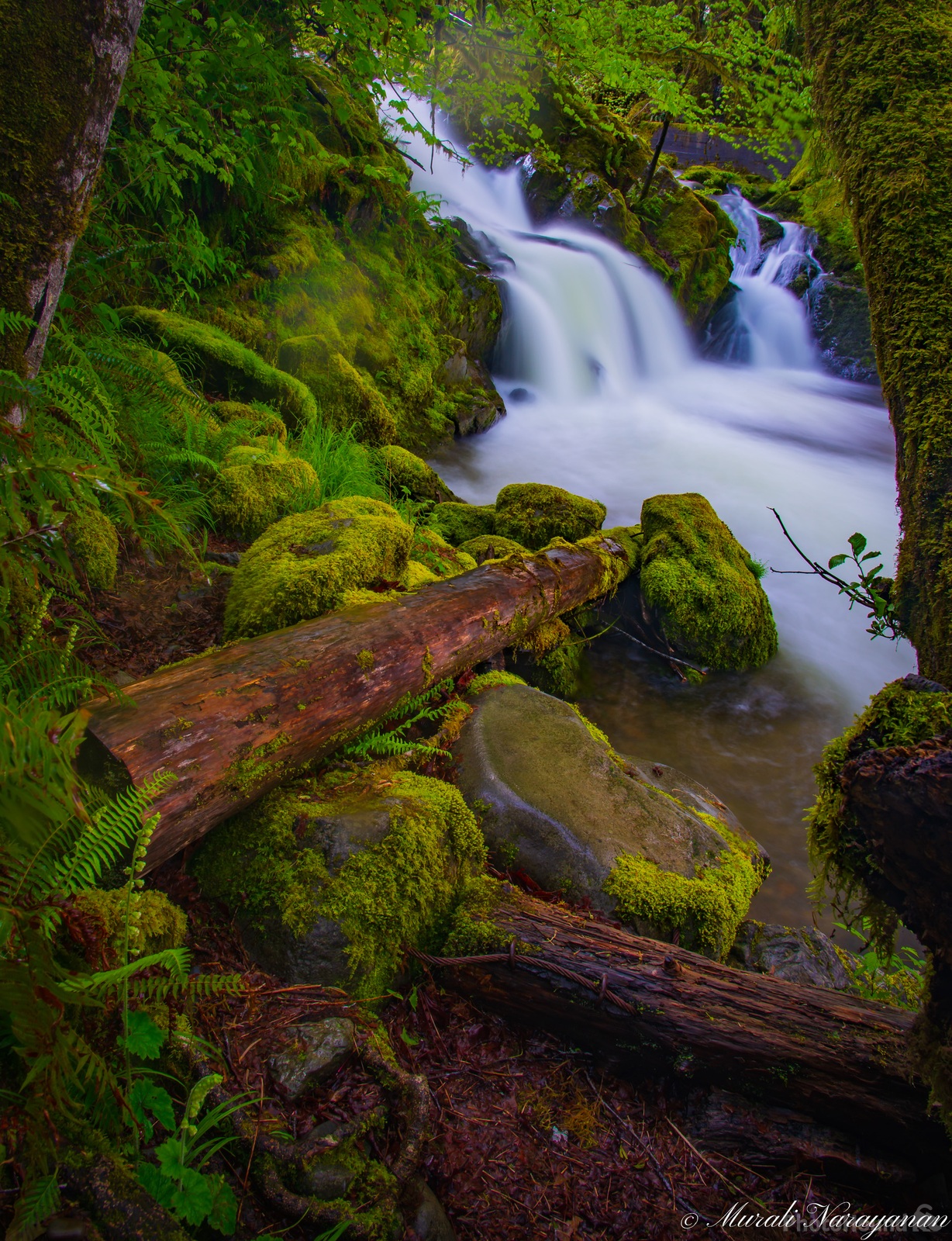 Image of Quinault Rain Forest Loop Trails by Murali Narayanan