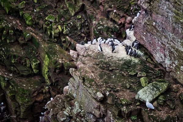 la réserve ornithologique de la Fauconnière - Les Pingouins Torda