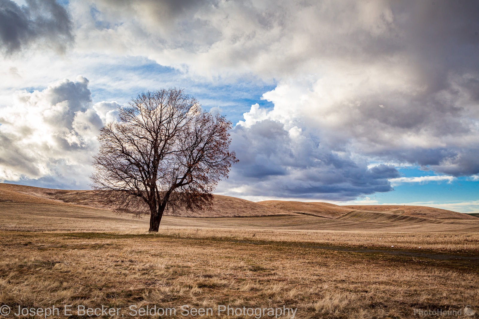 Image of Senator Eugene Prince Road Old Steel Shed and Lone Tree by Joe Becker
