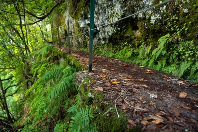 photos of Madeira - Levada do Caldeirão Verde