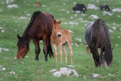 Bosnia and Herzegovina images - Wild Horses at Livno