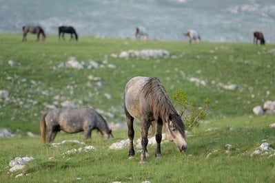 Bosnia and Herzegovina photos - Wild Horses at Livno