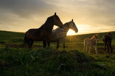 Photo of Wild Horses at Livno - Wild Horses at Livno