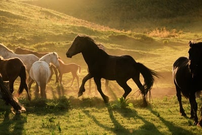 photos of Bosnia and Herzegovina - Wild Horses at Livno
