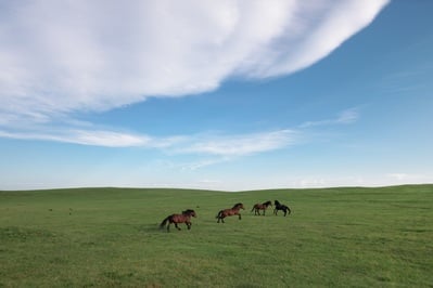 pictures of Bosnia and Herzegovina - Wild Horses at Livno