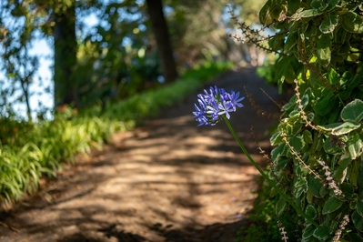 images of Madeira - Madeira Botanical Garden