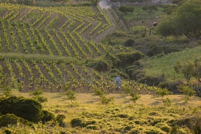 Vineyards behind Komiža town