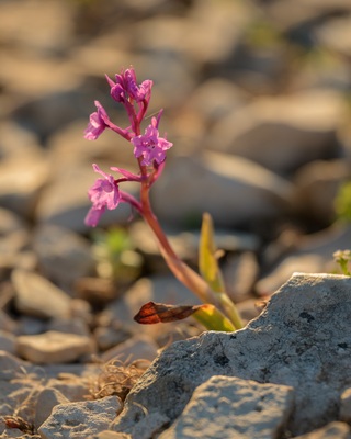 Small orchid