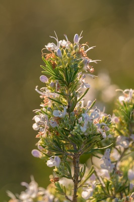 Rosemary in bloom