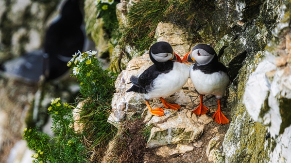 The Puffin couple on the cliff.