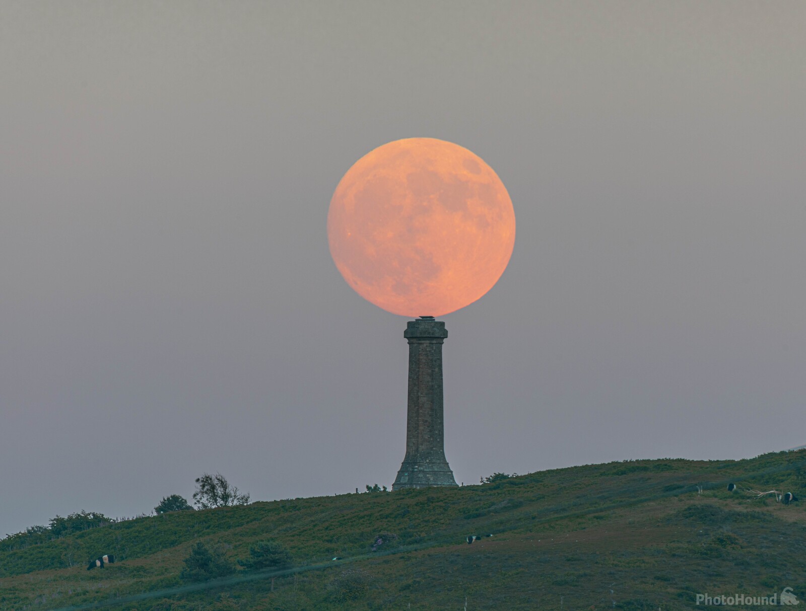 Image of   Hardy Monument by michael bennett
