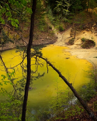 Yellow Lakelet