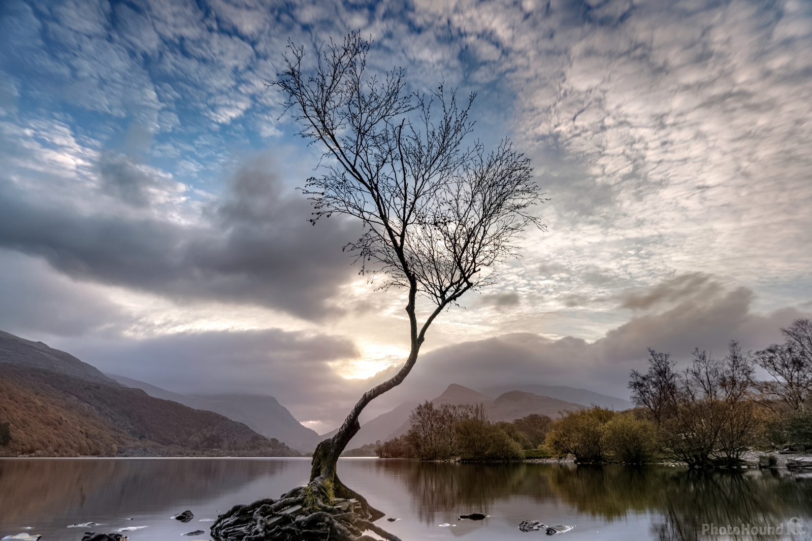 Image of Lone Tree by John Johnston