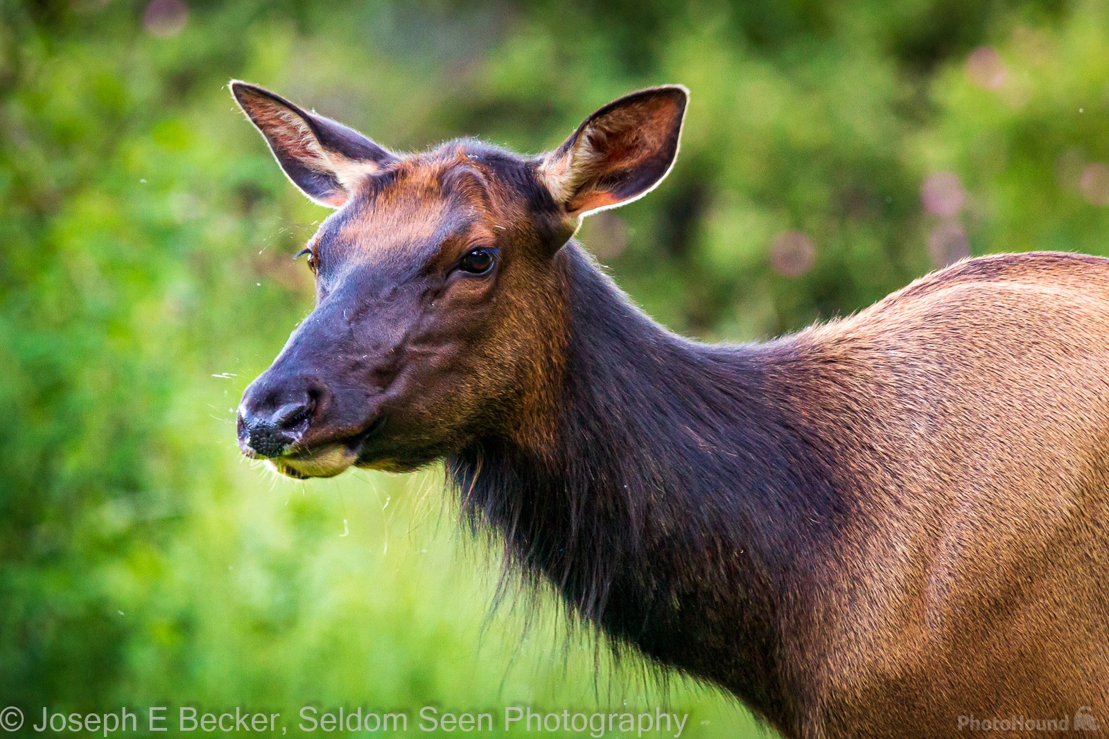 Image of Dosewallips State Park - Wildlife by Joe Becker
