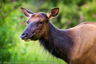 images of Puget Sound - Dosewallips State Park - Wildlife