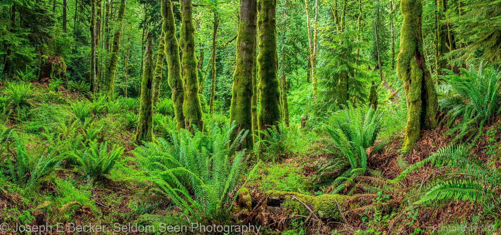 Image of Dosewallips State Park - Maple Valley by Joe Becker