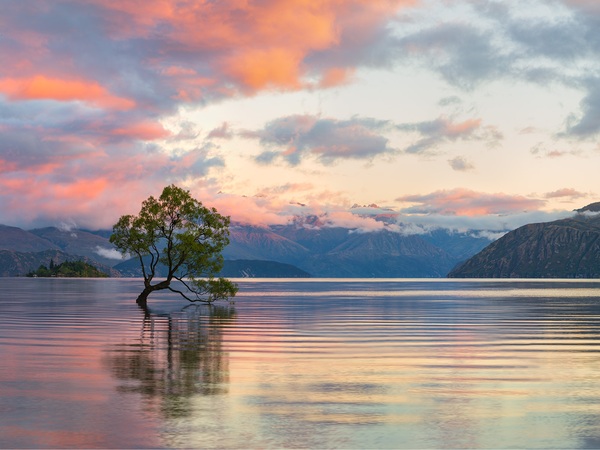 Jan.. 6, 2019. 6:07 AM. -- Over 80 years old, legend says this determined willow started life as a fence post cut from branch of a mature tree. Known as the "lone tree of Lake Wanaka" it is one of the most photographed trees in New Zealand. Framed by the South Island’s stunning Southern Alps, a lonely tree has grown up to spread its wings just off shore at the south end of Lake Wanaka. Jean & I got up at 5:15AM the morning I shot this photo hoping for some good colors a sunrise. The previous day had been heavy rain until about 6PM. The remaining clouds made for a nice accent when the rising sun's Alpen Glow started illuminating the clouds and the Southern Alps of Mount Aspiring National Park, a World Heritage Site,

Image was shot with Canon 5DSR, f/13, .3 sec. exposure, ISO 100. It is made up of 40 images, 4 rows x 10 columns approximately 33% overlap in portrait orientation. This cropped version measures 60 in. x 80 in.

The original image is:

    432 Mega-pixels
    18000 x 24000 pixels
    60" x 80" 300 PPI cropped image size 