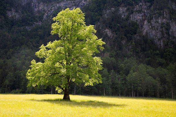 The lone elm at Logarska Dolina, backlit by the setting sun, with the background hills in shadow thanks to some passing clouds.