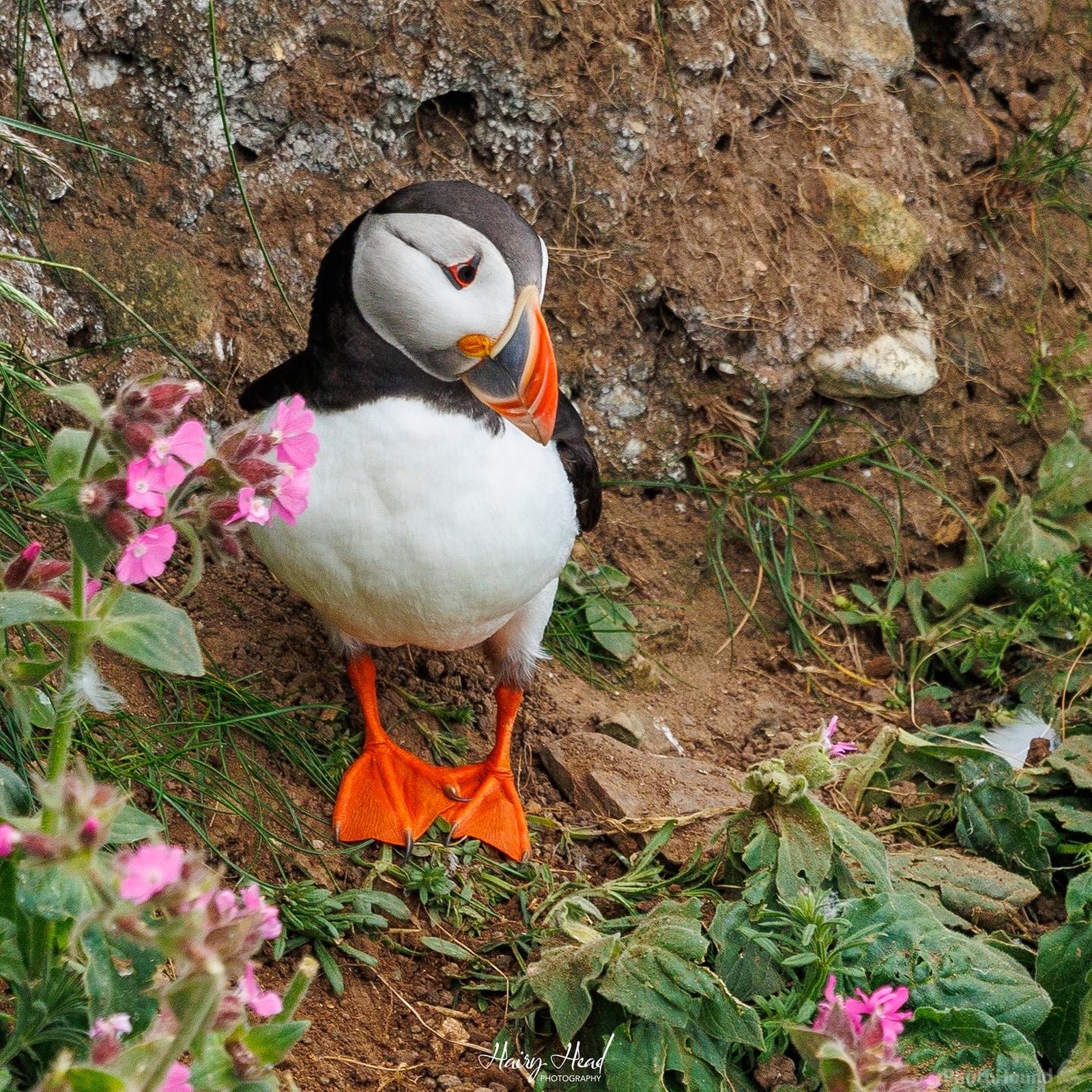 Image of Bempton Cliffs Nature Reserve (RSPB) by Theresa Solly