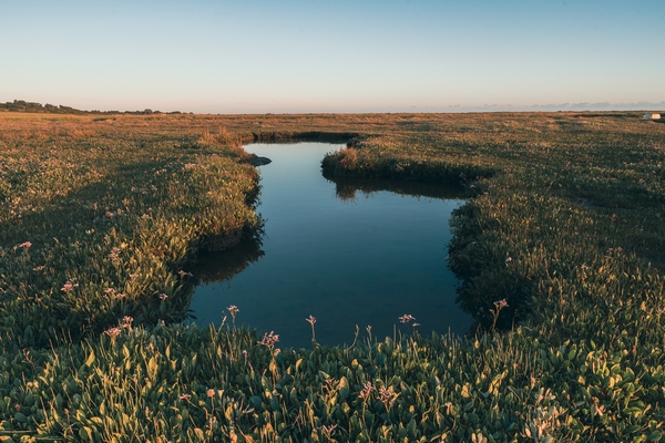 Pool of water in the salt-marsh