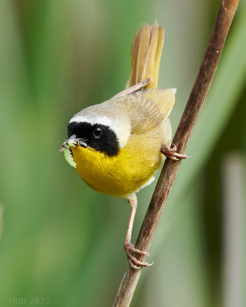 Common Yellowthroat catching some bugs.