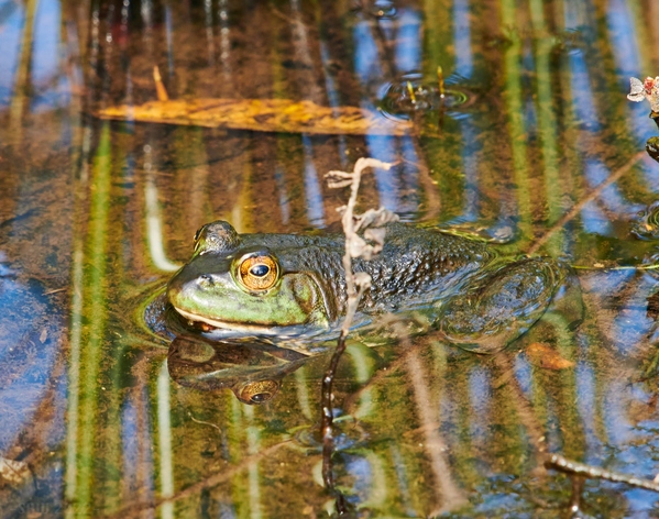 Large bullfrogs can be seen if you are very stealthy.