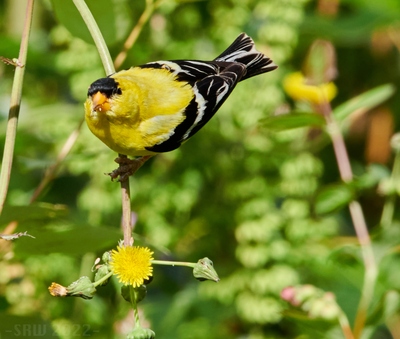Common Goldfinch munching on dandelions.