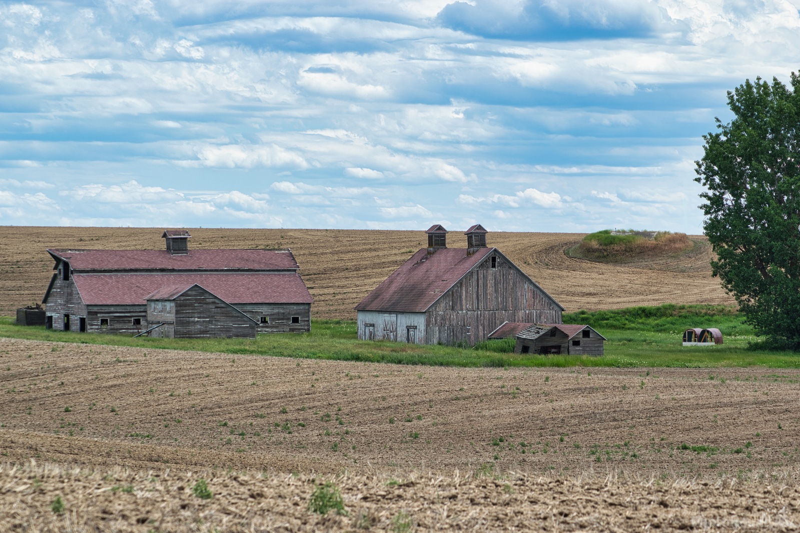 Image of Weathered White Barns on Hanson Harbor Rd by Steve West