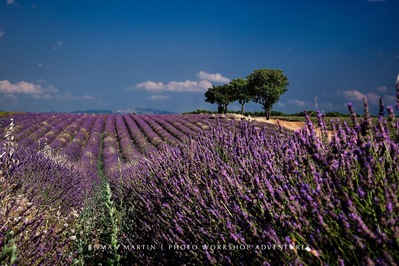Trees in the lavender field 