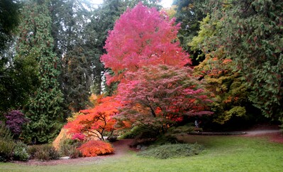 Picture of Washington Park Arboretum - Washington Park Arboretum