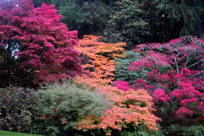 Image of Washington Park Arboretum - Washington Park Arboretum