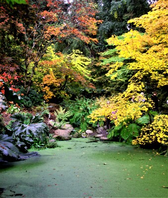 Picture of Washington Park Arboretum - Washington Park Arboretum