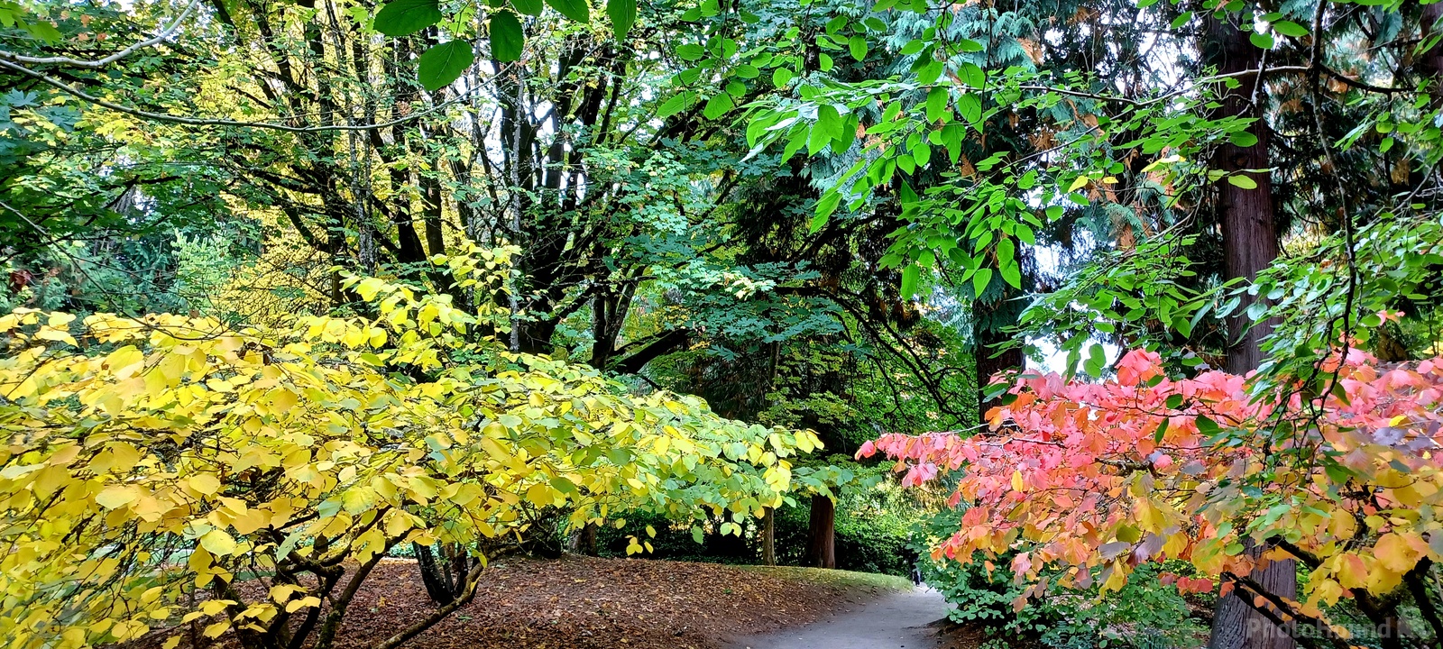Image of Washington Park Arboretum by Eugene Vig