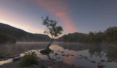 pictures of North Wales - Lone Tree