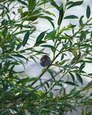 A robin in the bushes near the church